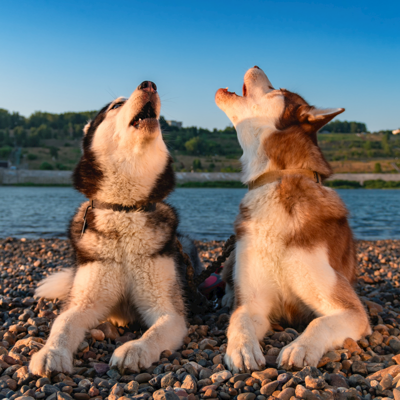 Dog Behaviour Explained: Why Do Dogs Howl in Their Sleep?