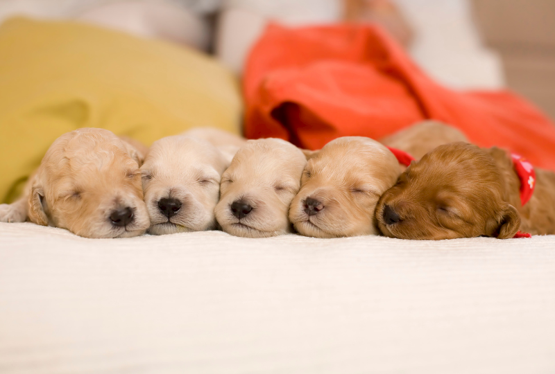 puppy litter